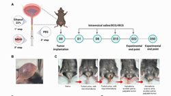 rBCG-LTAK63 Outperforms BCG in Bladder Cancer Immunotherapy: Dendritic and T Cell Coordination Drives Superior Tumor Control in a Mouse Model